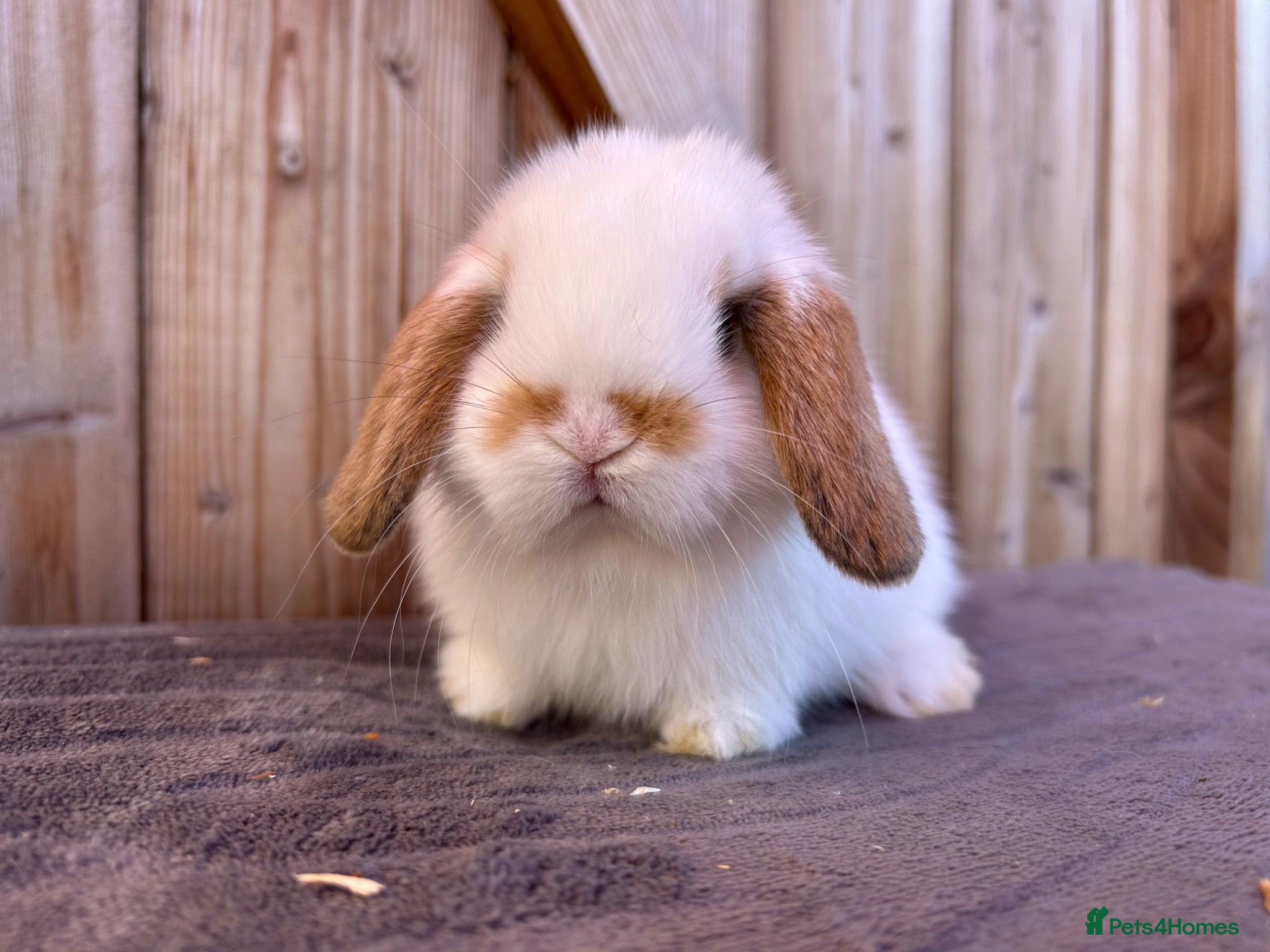 Mini Lop rabbits Show bloodline mini lop babies for reserve  - Advert 1