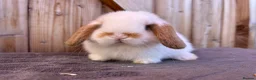 Mini Lop rabbits for sale: Show bloodline mini lop babies for reserve  - Advert 1