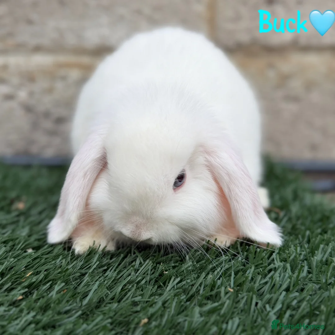 Mini Lop rabbits for sale: Pure breed mini lop bucks - Advert 5
