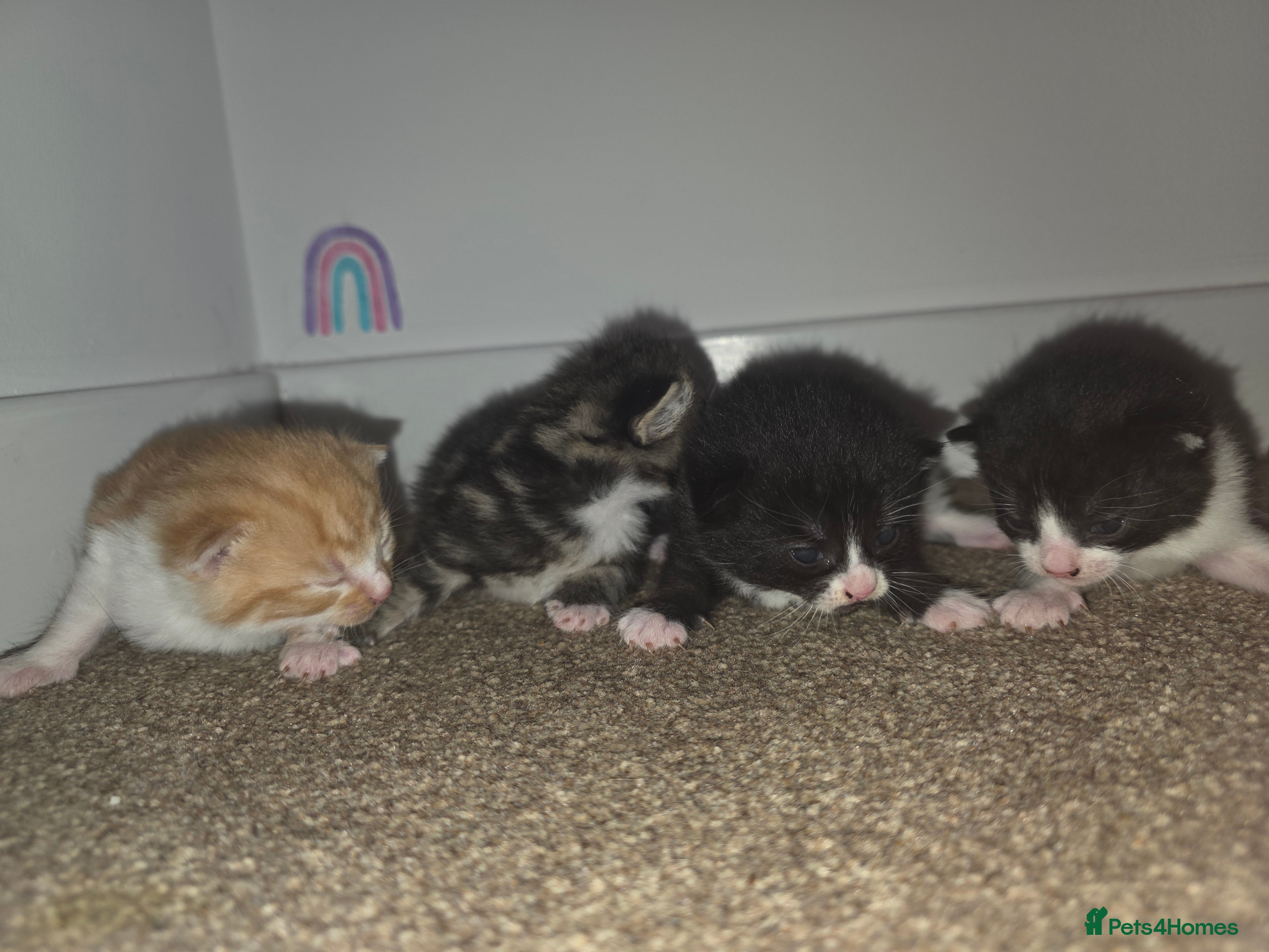 Domestic Shorthair cats Kittens for sale. - Advert 1