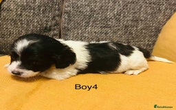 Mixed Breed dogs for sale: Adorable doxiepoo puppies  - Image 8