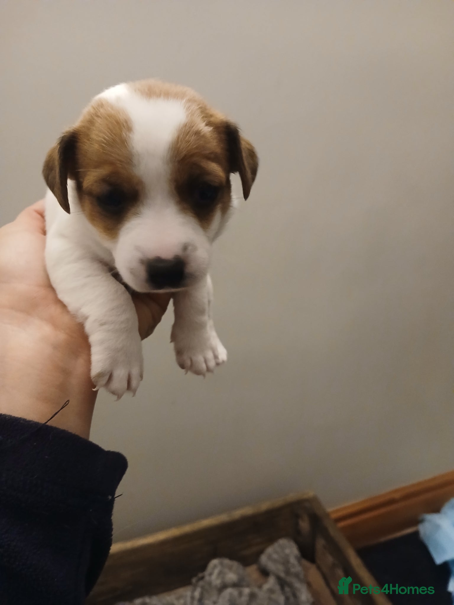 Jack Russell dogs JRT Female Pup - Advert 1