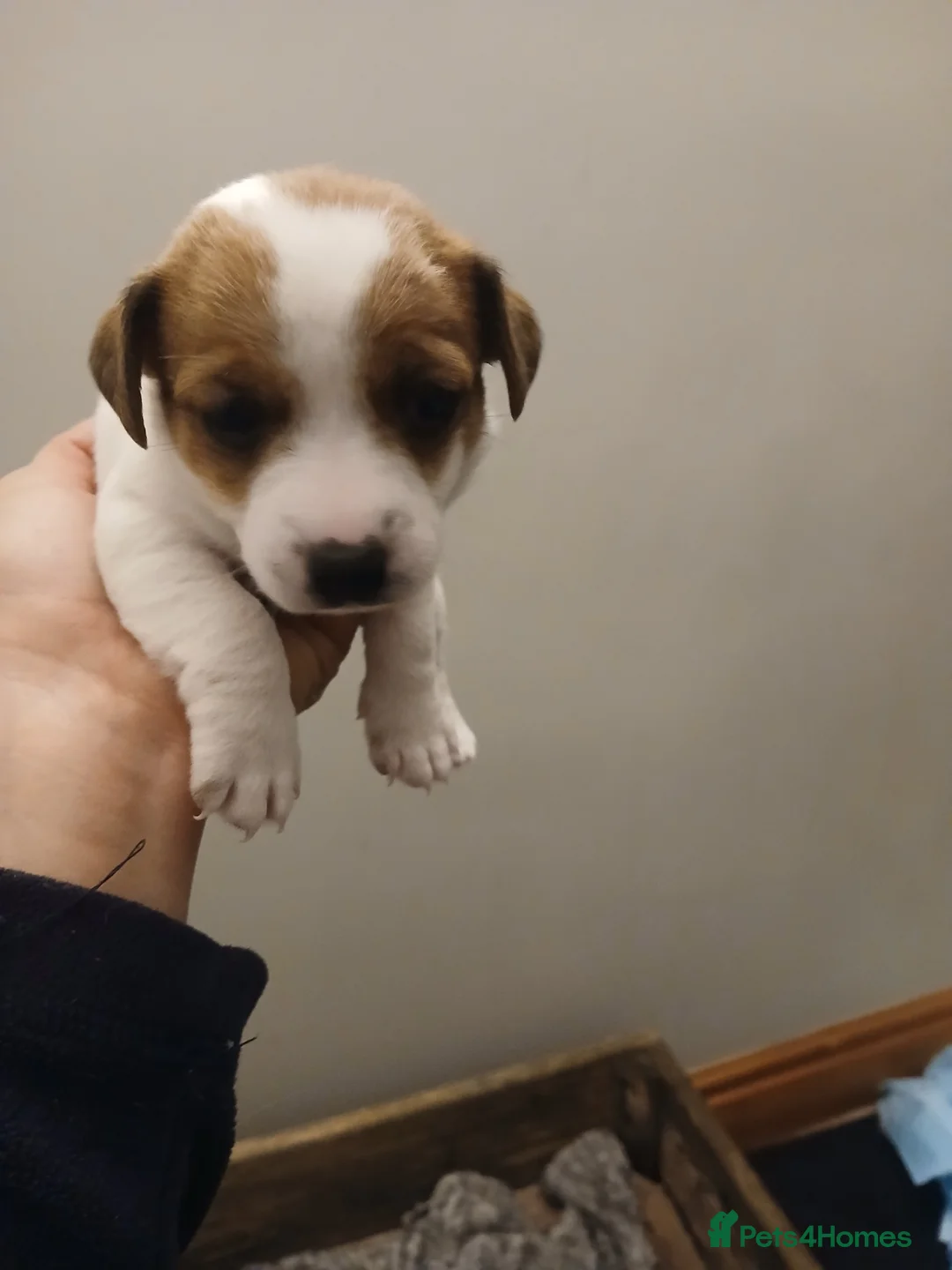 Jack Russell dogs for sale: JRT Female Pup - Advert 1