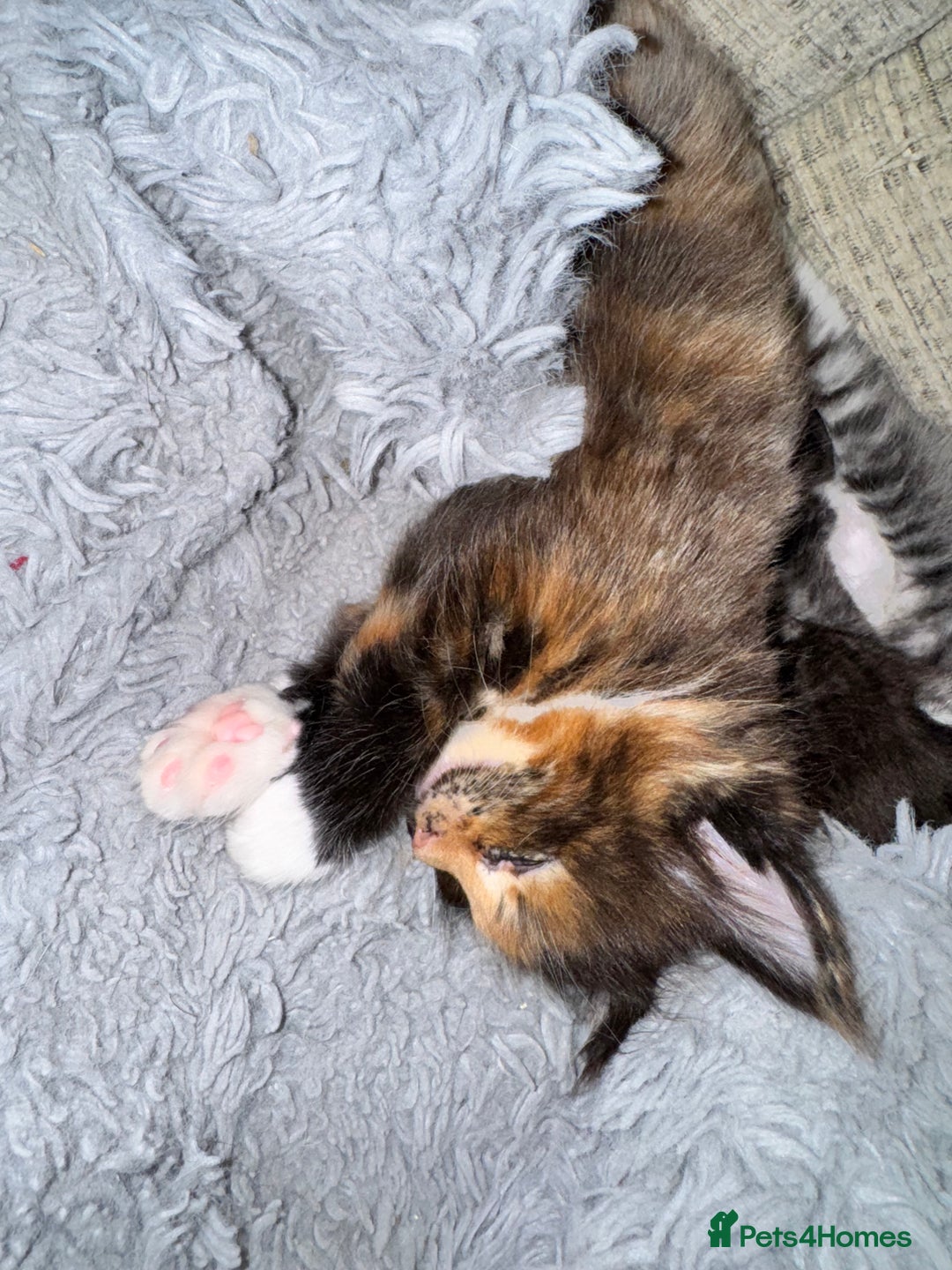 Maine Coon cats for sale: READY NOW! PEDIGREE MAINE COON GIRL  - Advert 8