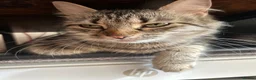 Mixed Breed cats for sale: Purr-fectly adorable playfull kittens - Advert 4