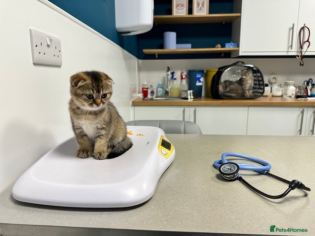 Scottish Fold cats for sale: Scottish fold girl - Advert 8