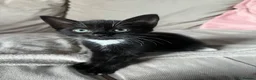 Mixed Breed cats for sale: 3 X Mixed breed kittens - Advert 6