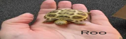 Tortoise reptiles for sale: Horsefield Baby Tortoises - Advert 7