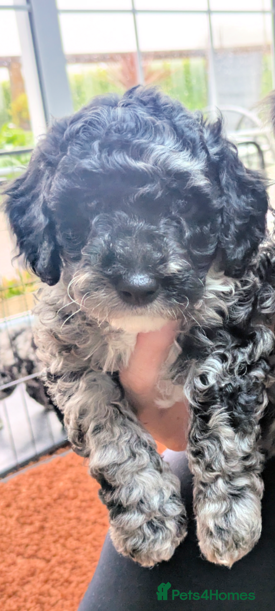 Miniature Poodle dogs Miniature Poodle Puppies (Blue Merl & Black) - Advert 2