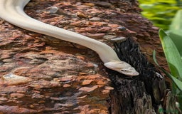 Python Snake reptiles for sale: Blue-Eyed lucistic royal python - Image 2