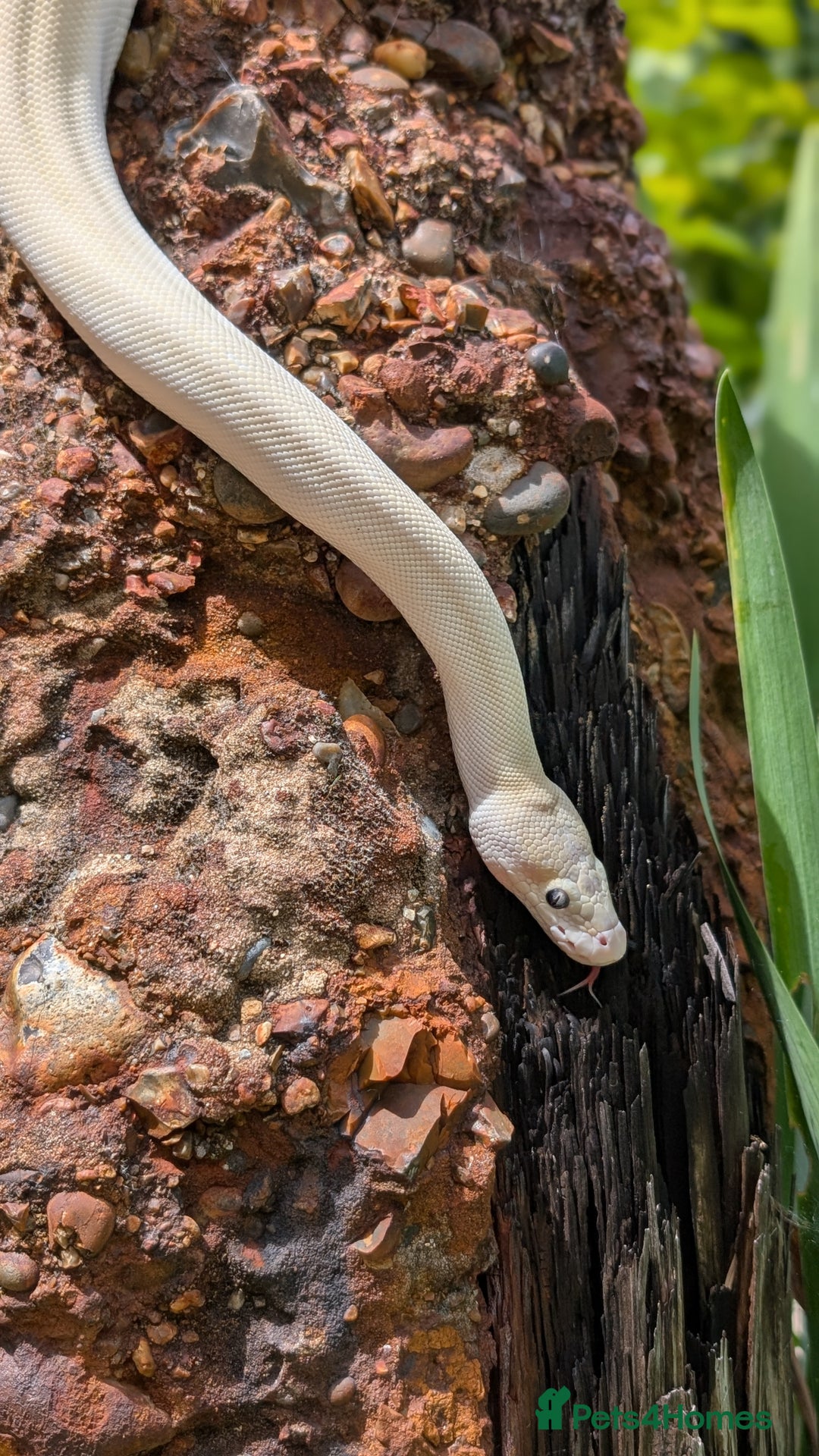Python Snake reptiles for sale: Blue-Eyed lucistic royal python - Image 2