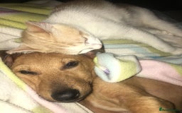 Mixed Breed dogs for adoption: Jimmy is looking for an amazing home - Image 15