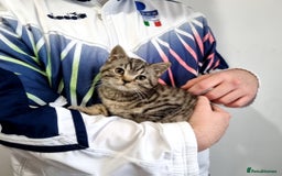 British Shorthair cats for sale: Stunning stripy British shorthair in Eastbourne - Image 15