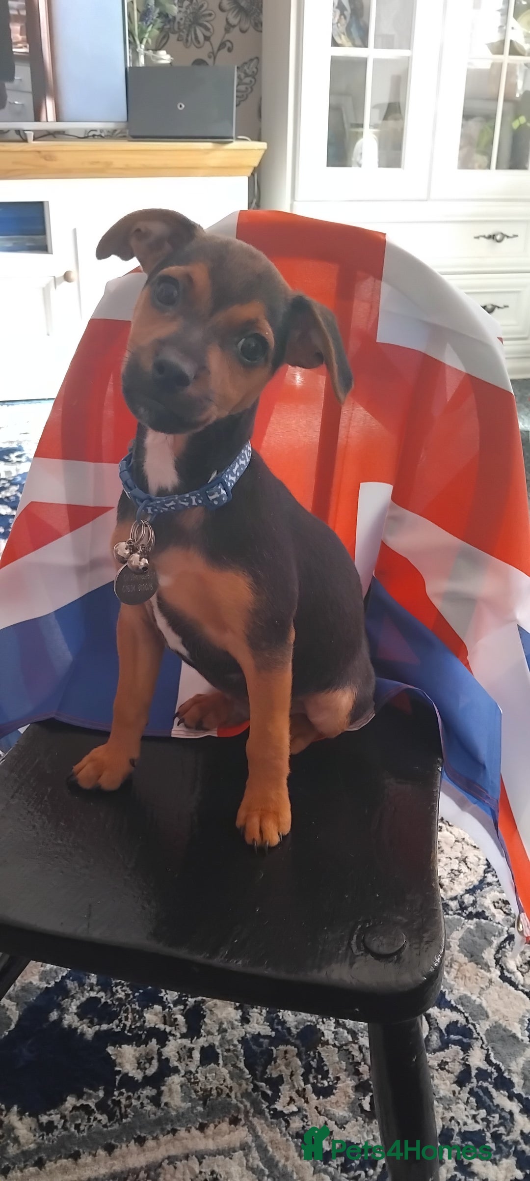 Jack Russell dogs for sale: Jack Russell boy - Image 4
