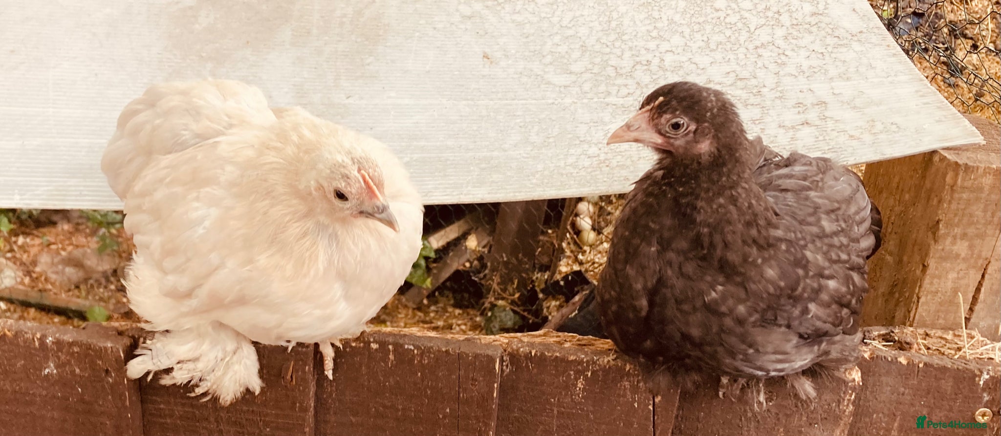 Chickens poultry for sale: Six pekins (mixed colours and ages) in Tipton - Advert 8
