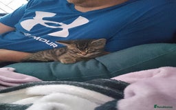 Mixed Breed cats for sale: 2 Male Bengal X Kittens for Sale. - Image 3