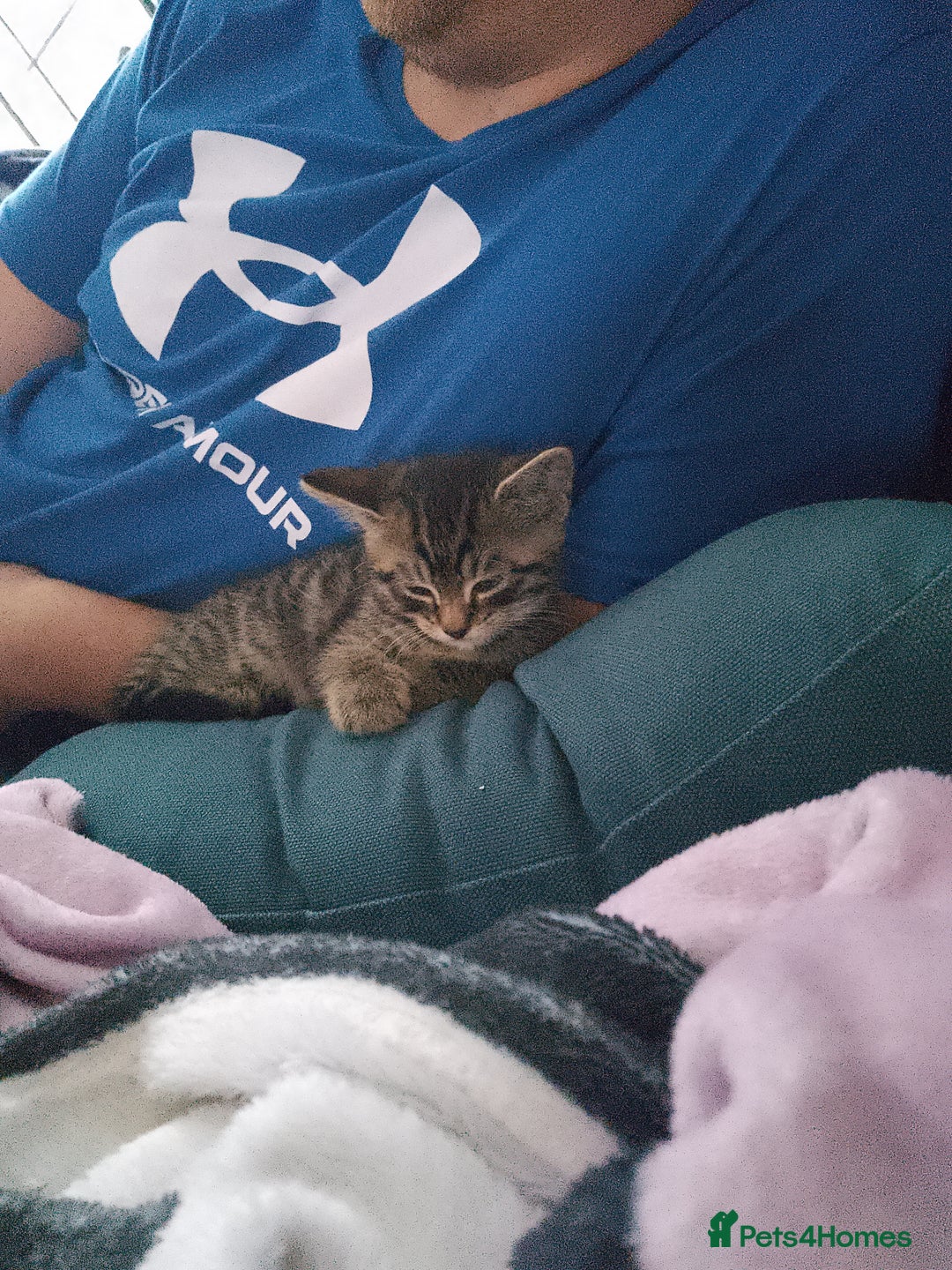 Mixed Breed cats for sale: 2 Male Bengal X Kittens for Sale. - Image 3