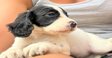 Cocker Spaniel dogs - Advert 1