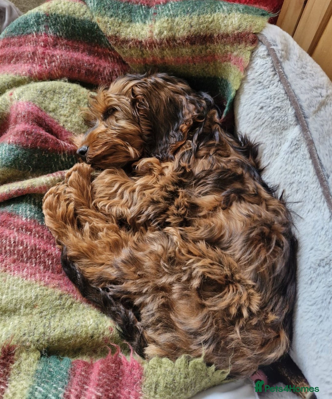 Cockapoo dogs for sale: Gorgeous female Cockerpoo - Image 3