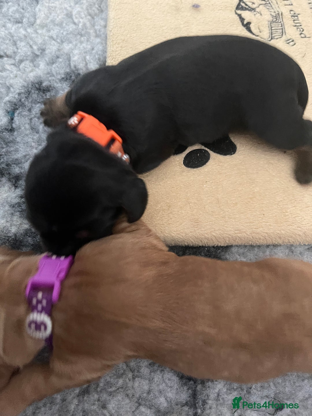 Cocker Spaniel dogs for sale: KC Registered Show Cocker Spaniels - Image 6