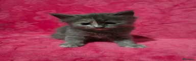 Kitten 6