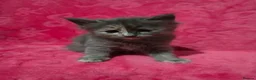 Mixed Breed cats for sale: Dad full maine coons and mum mixed ragdoll - Advert 6