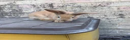 Continental Giant rabbits for sale: READY NOW.. 1 Beautiful Giant Doe left - Advert 2