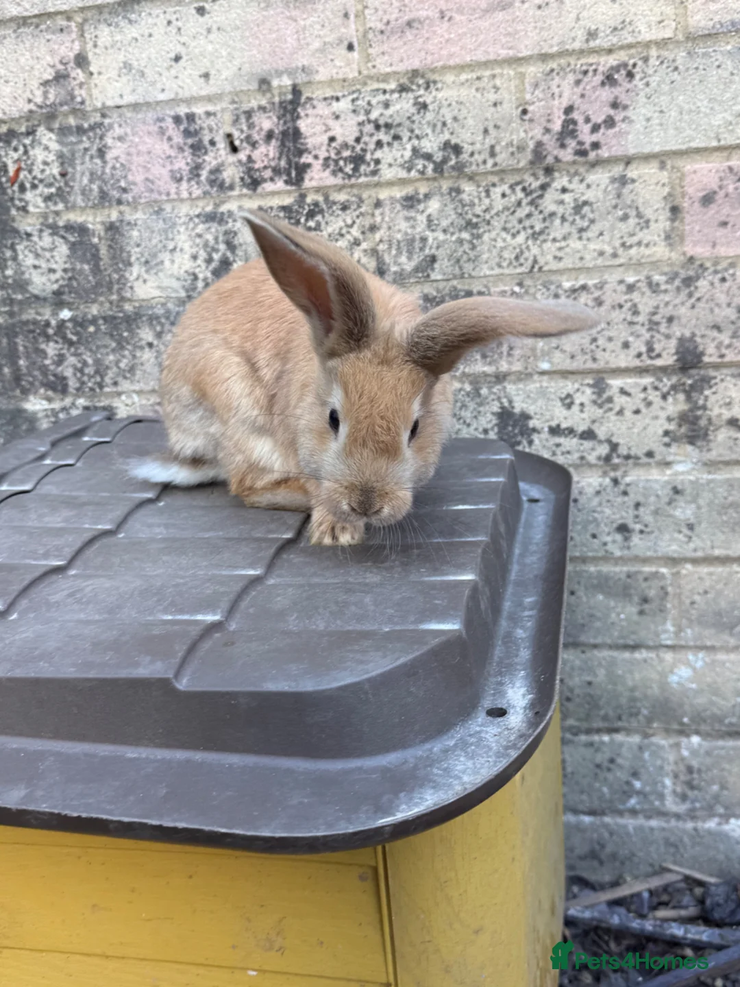 Continental Giant rabbits for sale: READY NOW.. 1 Beautiful Giant Doe left - Advert 2