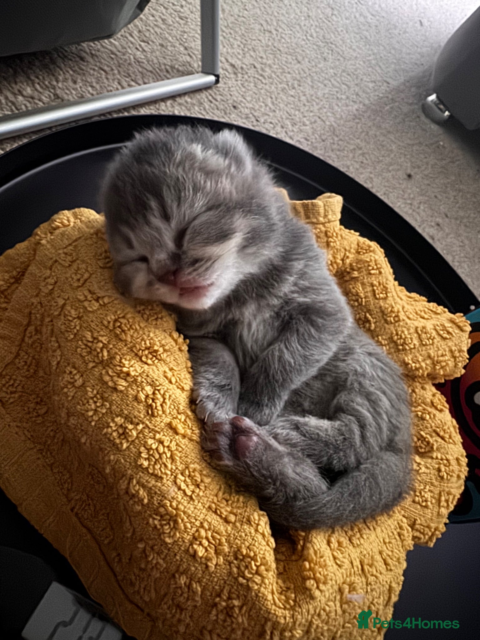 British Shorthair cats 5 Beautiful British Shorthair Kittens  - Advert 4