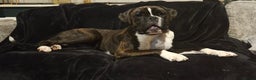 Boxer dogs for sale: 2 year old male boxer - Advert 5