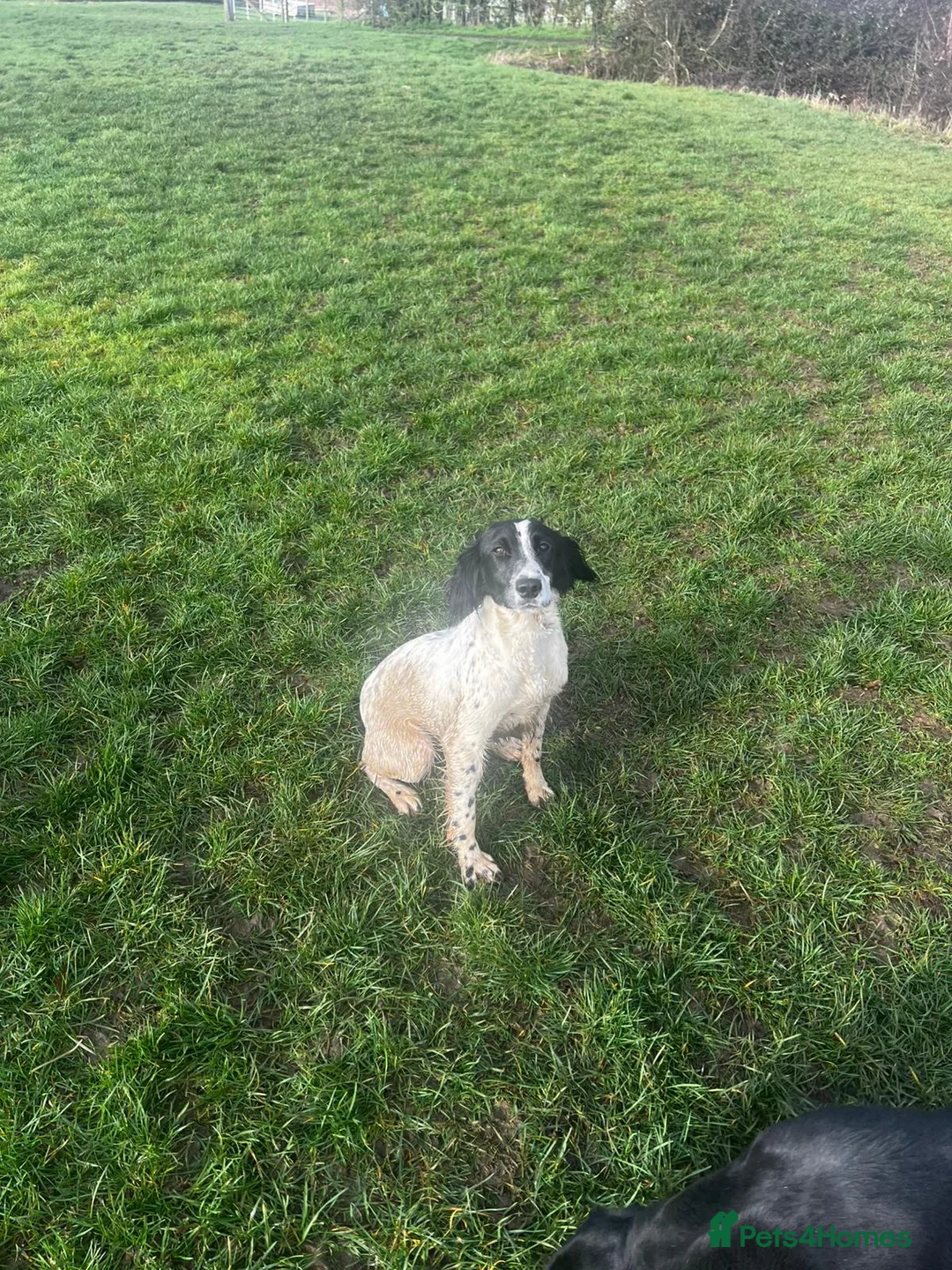 English Springer Spaniel dogs for sale: Mavis.  English Springer Spaniel. Read description in Bedford - Advert 4