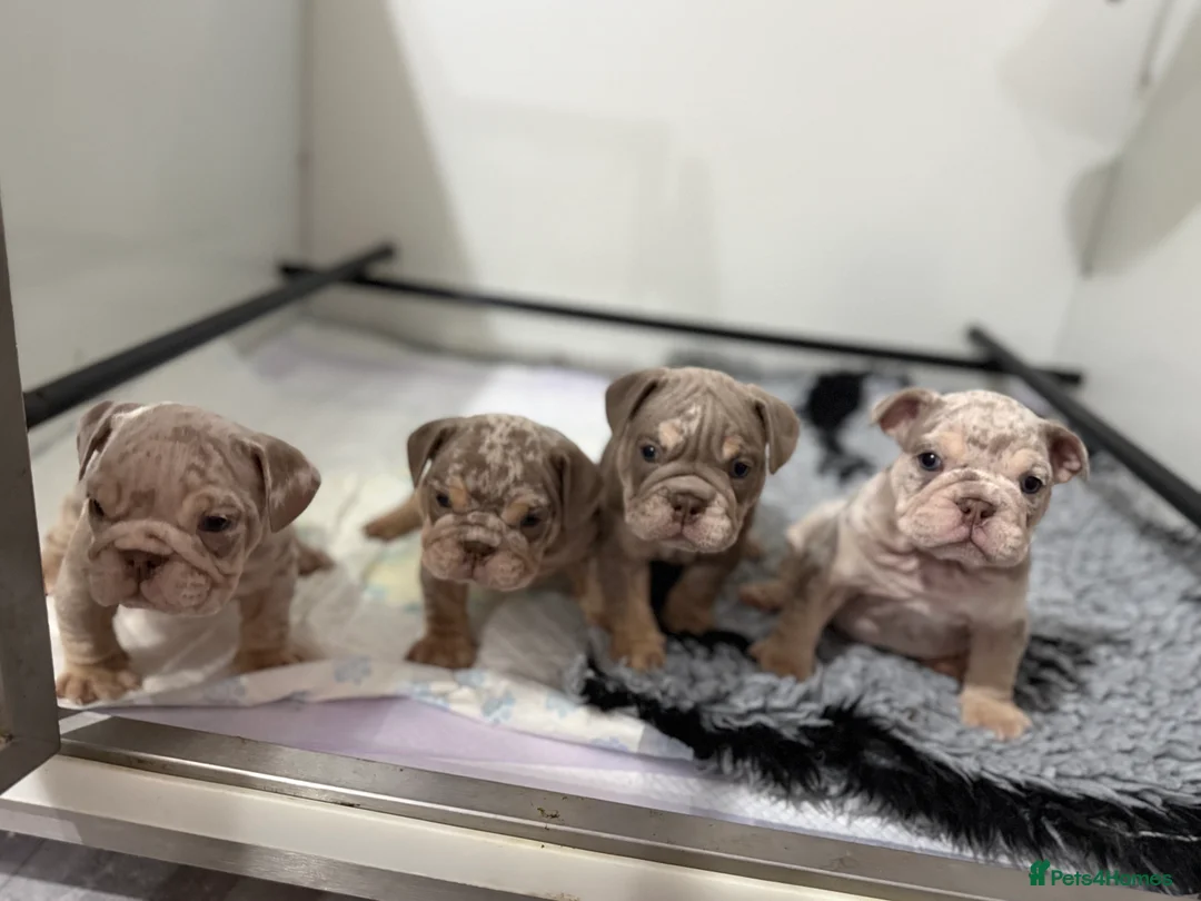 English Bulldog dogs for sale: KC Male English Bulldogs  - Advert 5