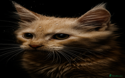 Maine Coon cats for sale: STUNNING MAINE COON BABIES READY NOW  - Image 2