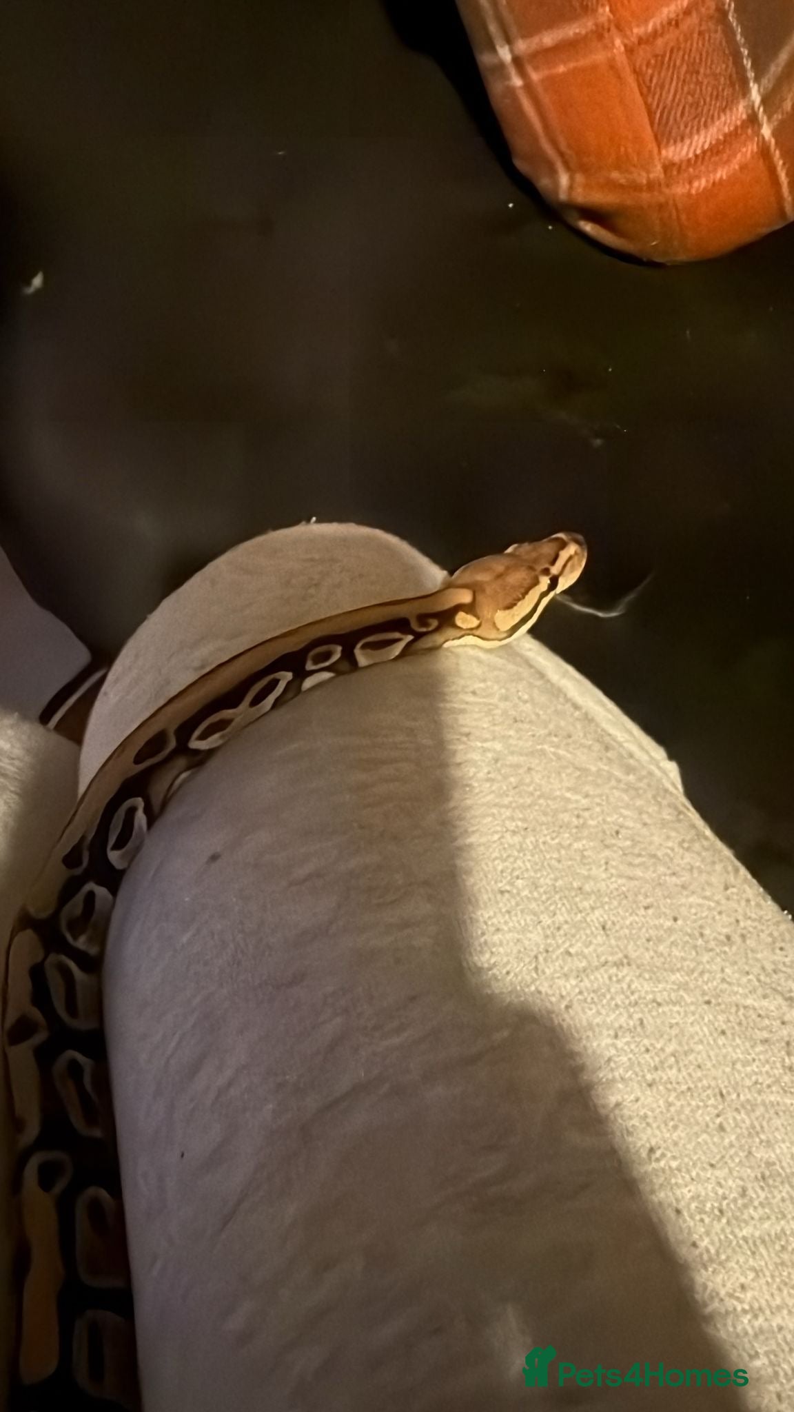 Snake reptiles Royal python male + enclosure  - Advert 3