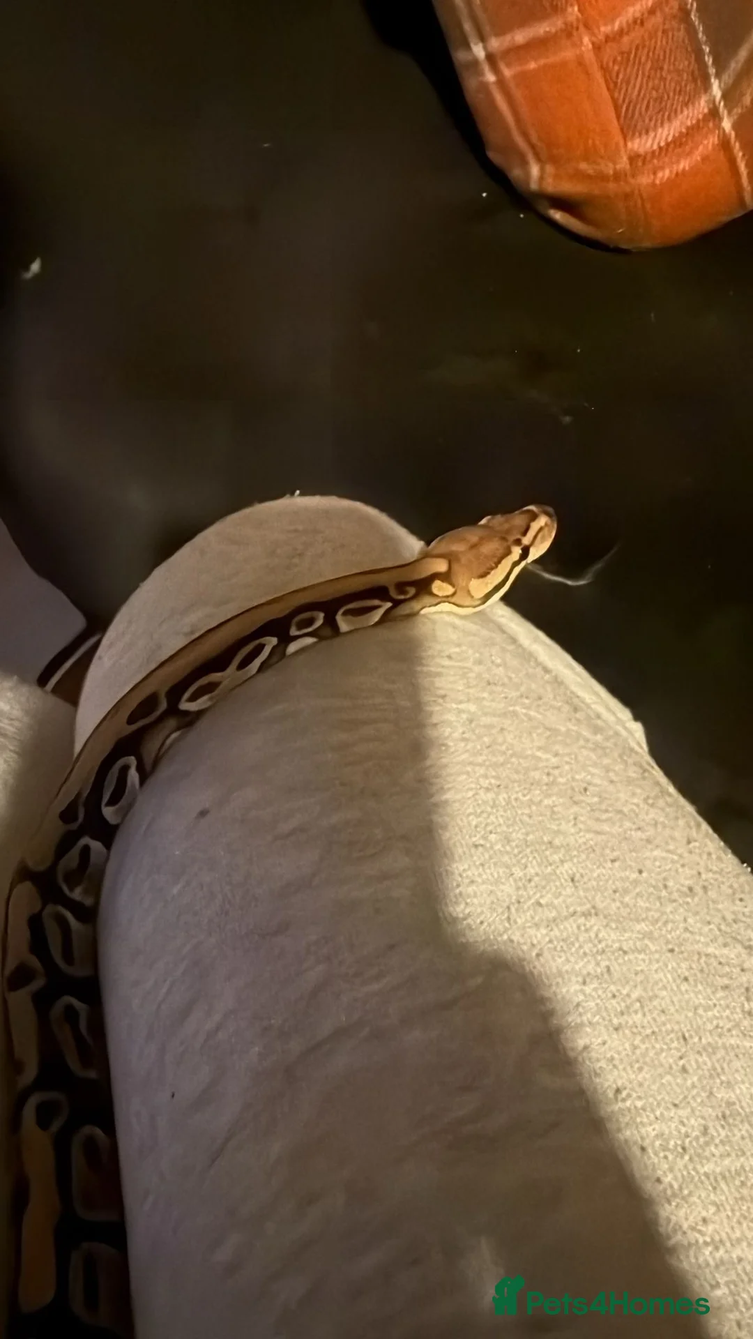 Snake reptiles for sale: Royal python male + enclosure  - Advert 1