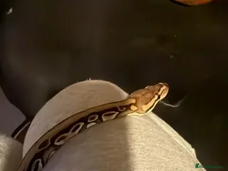 Snake reptiles Royal python male + enclosure - Advert 3