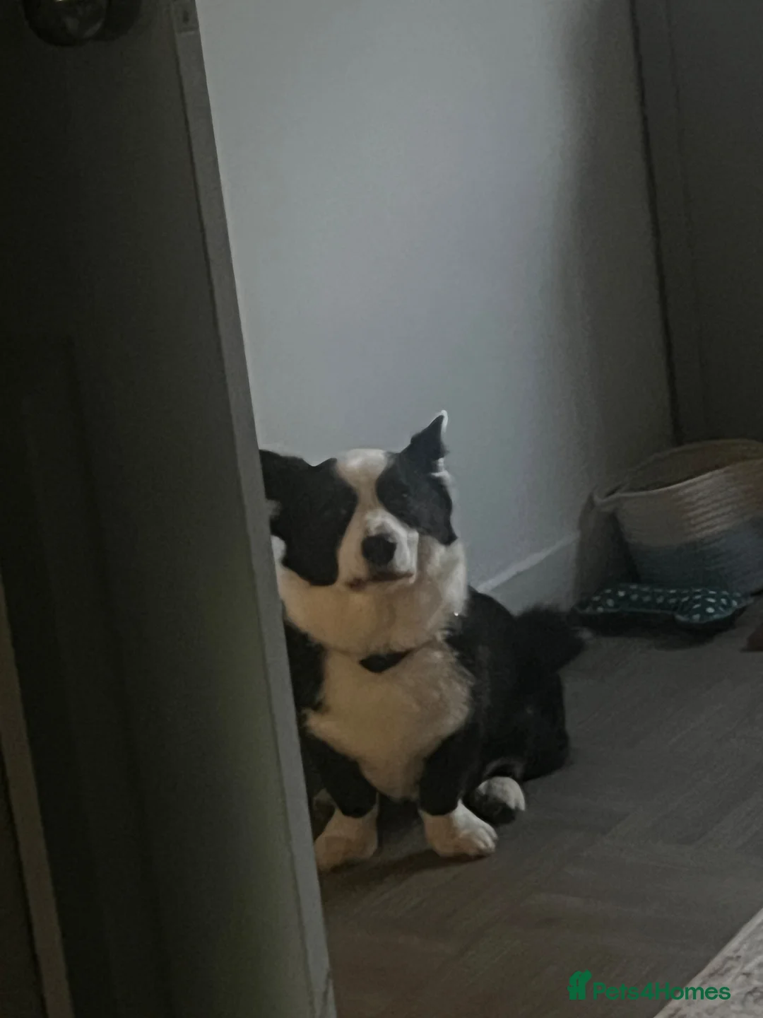 Welsh Corgi Cardigan dogs for stud: Kenzo  in Lancaster - Advert 2