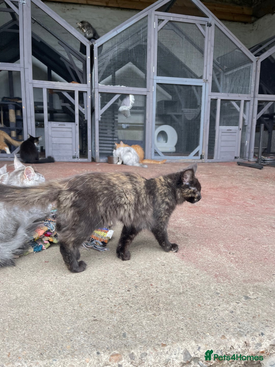 Maine Coon cats for sale: Full pedigree MaineCoon kittens  - Image 3