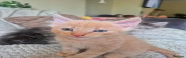 Maine Coon 5