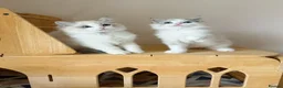 Ragdoll cats for sale: Adorable Ragdoll Kittens - 12 Weeks, Ready Now - Advert 10