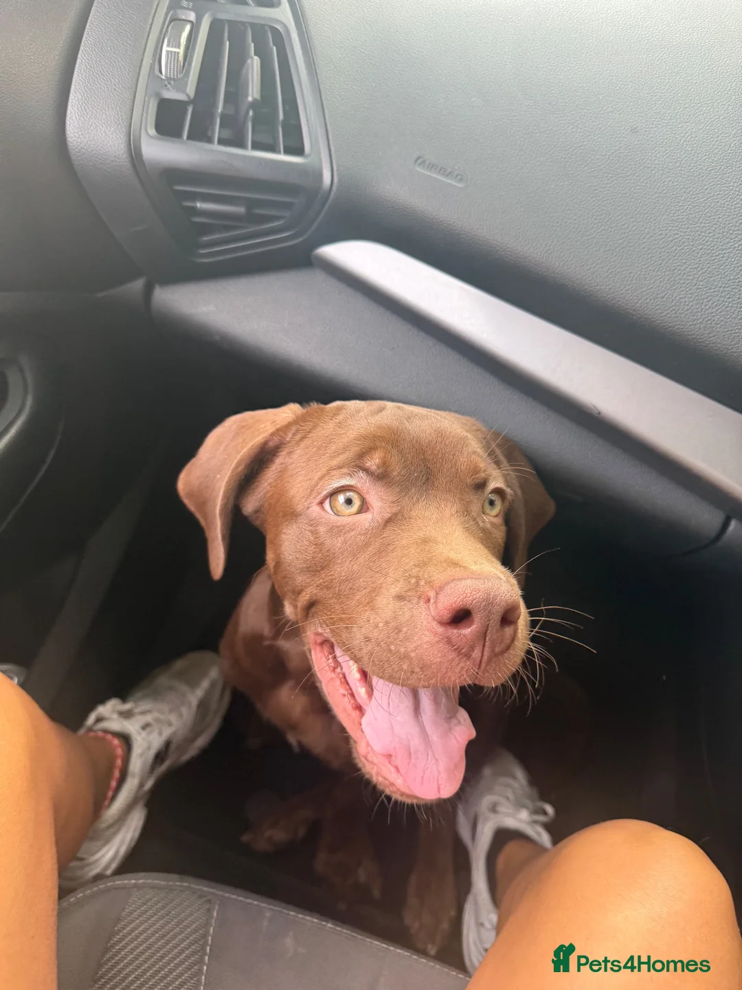 Cane Corso dogs for sale: Bruno cane corso in Sittingbourne - Advert 2