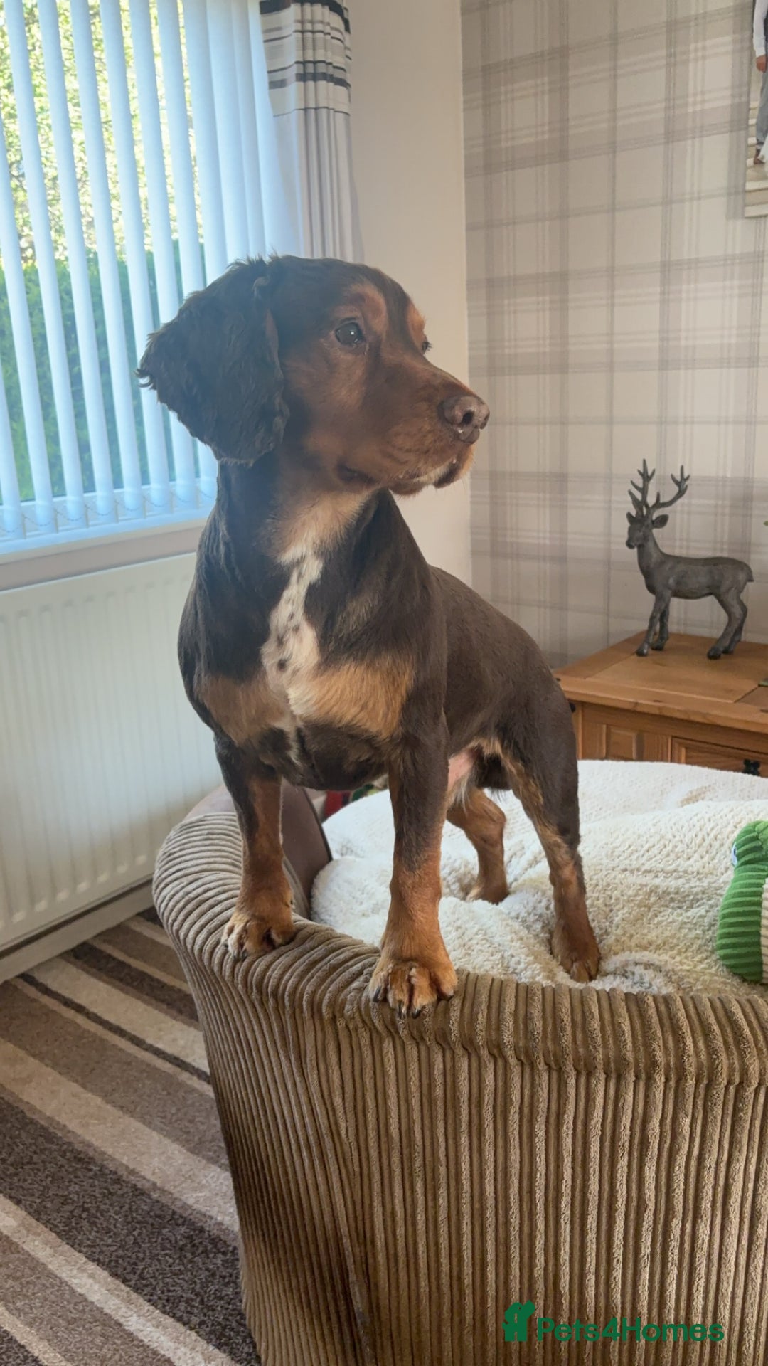 Cocker Spaniel dogs for stud: Cocker Spaniel stud  - Advert 13