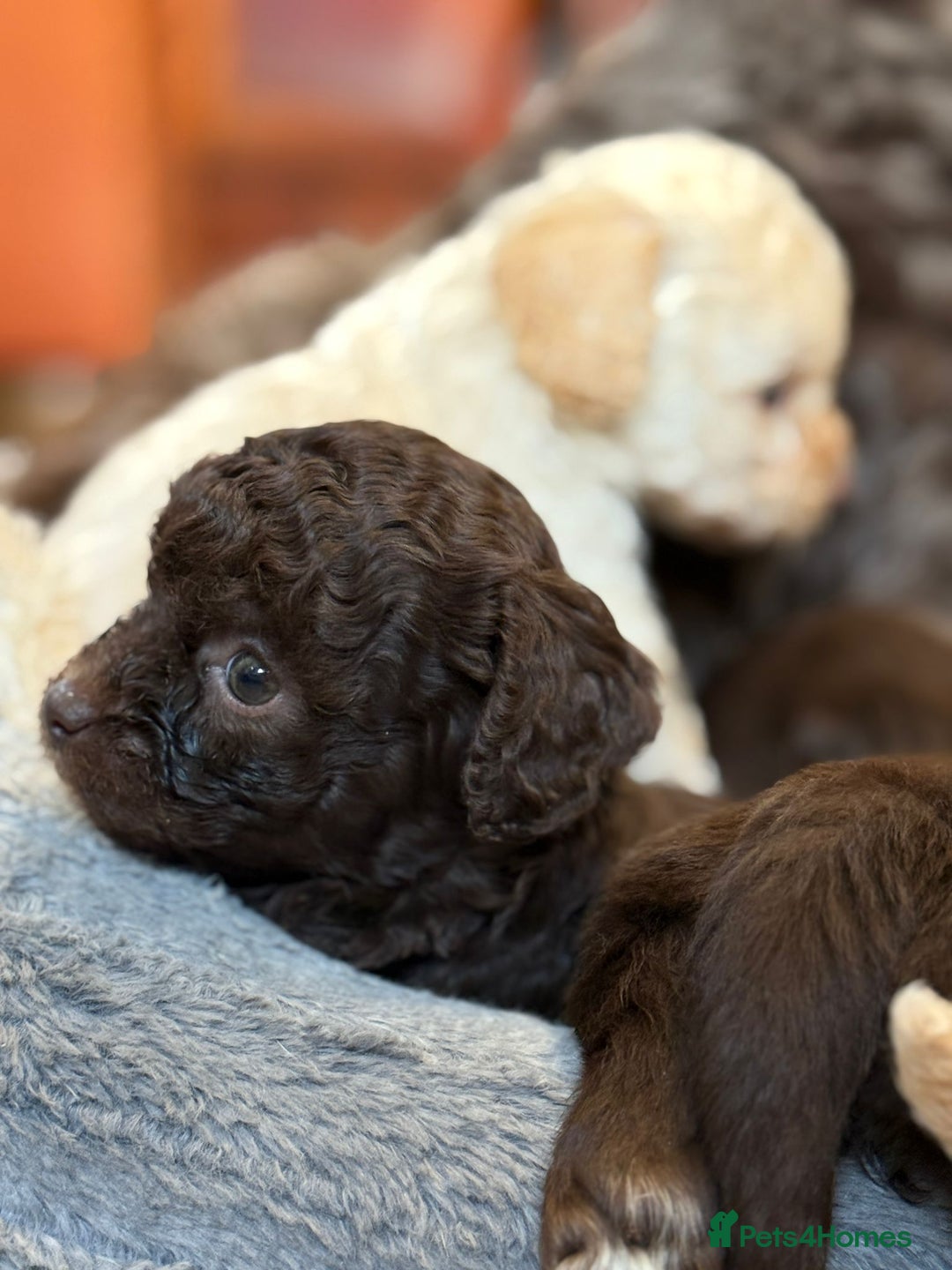 Shihpoo dogs for sale: ✨ Beautiful Shihpoo Puppies ✨  - Advert 2