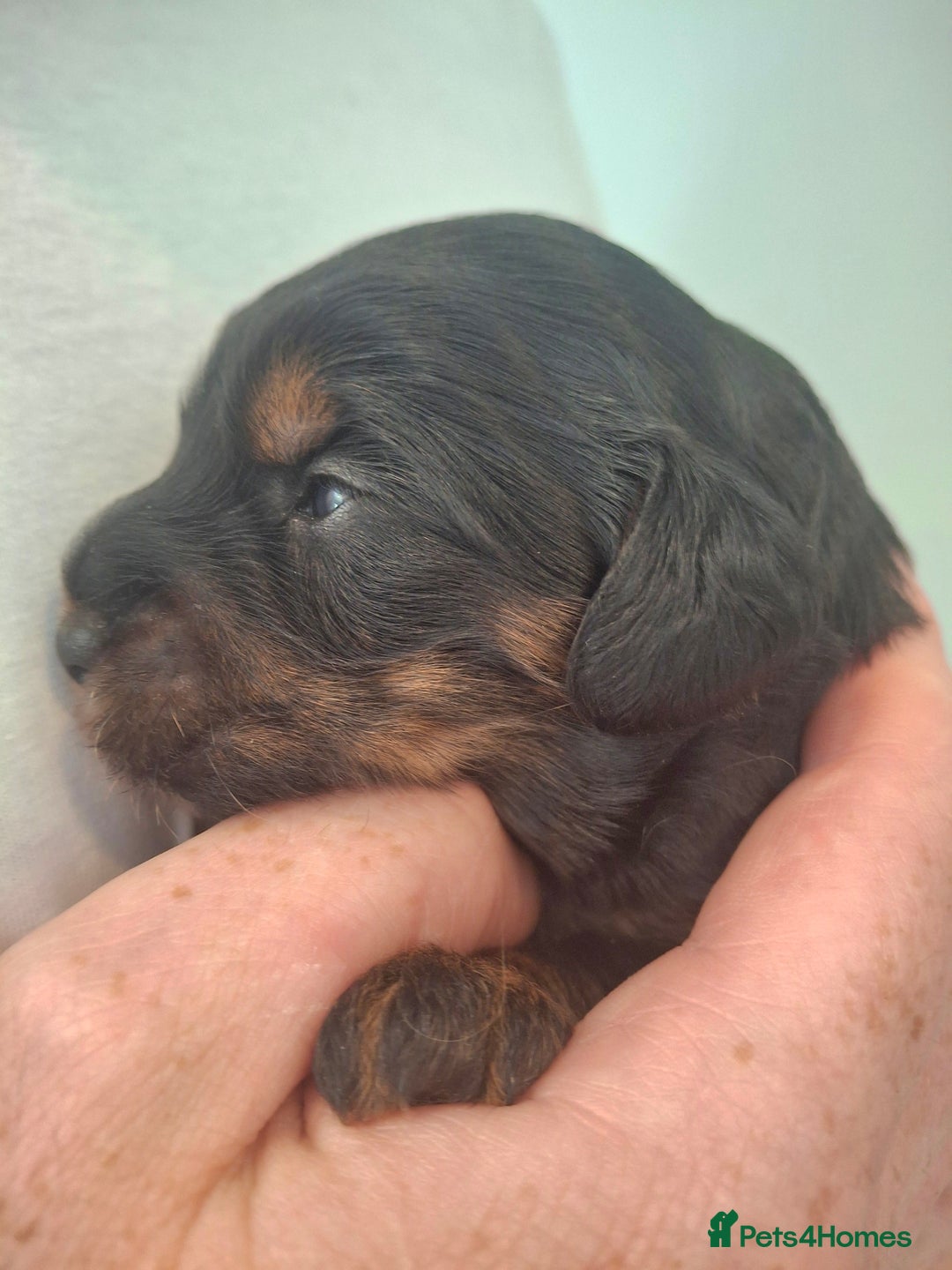 Cavapoo dogs for sale: Toy Cavapoo puppies - Image 5