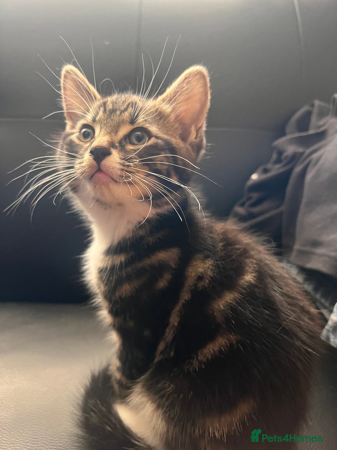 Mixed Breed cats for sale: Friendly and playful kitties  - Image 6