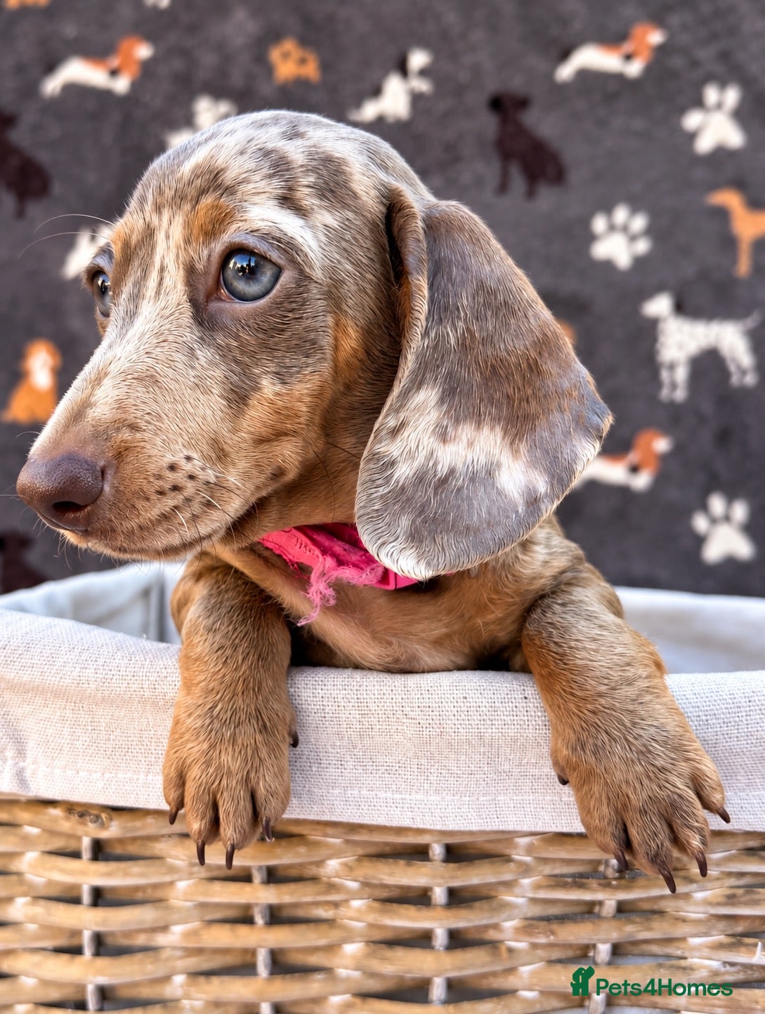Miniature Dachshund dogs Miniature Dachshund- KC Registered - Advert 2