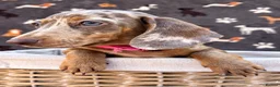 Miniature Dachshund dogs for sale: Miniature Dachshund- KC Registered - Advert 11