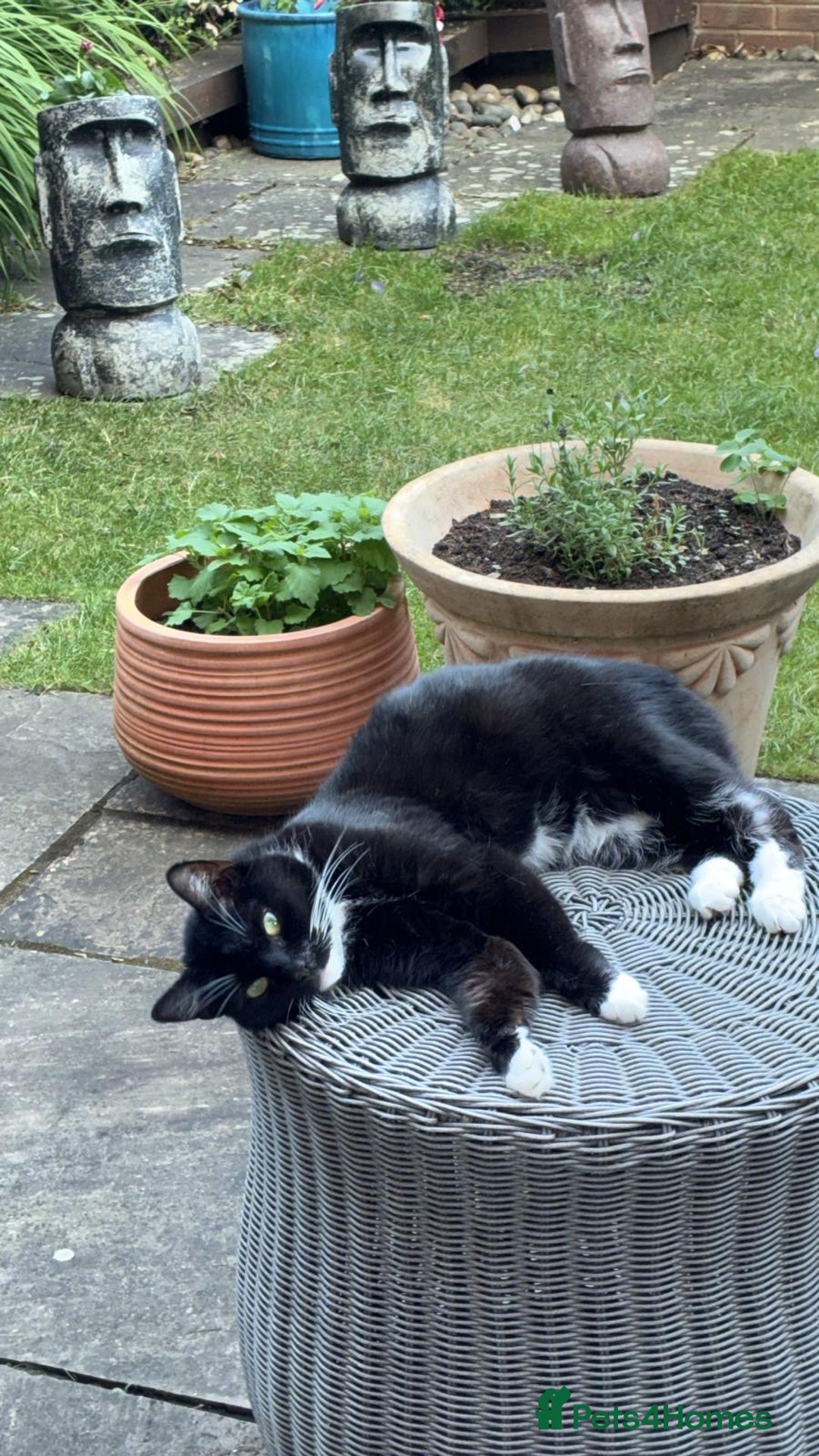 Mixed Breed cats for sale: Beautiful 10yr old female cat for rehoming - Advert 3