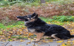 German Shepherd dogs for sale: German shepard puppies - Image 18