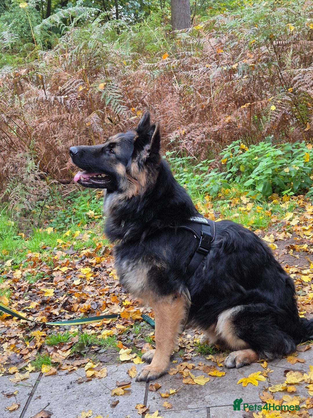 German Shepherd dogs for sale: German shepard puppies - Image 18